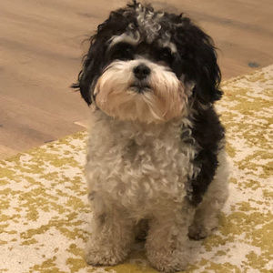 Meet your Posher, Oliver